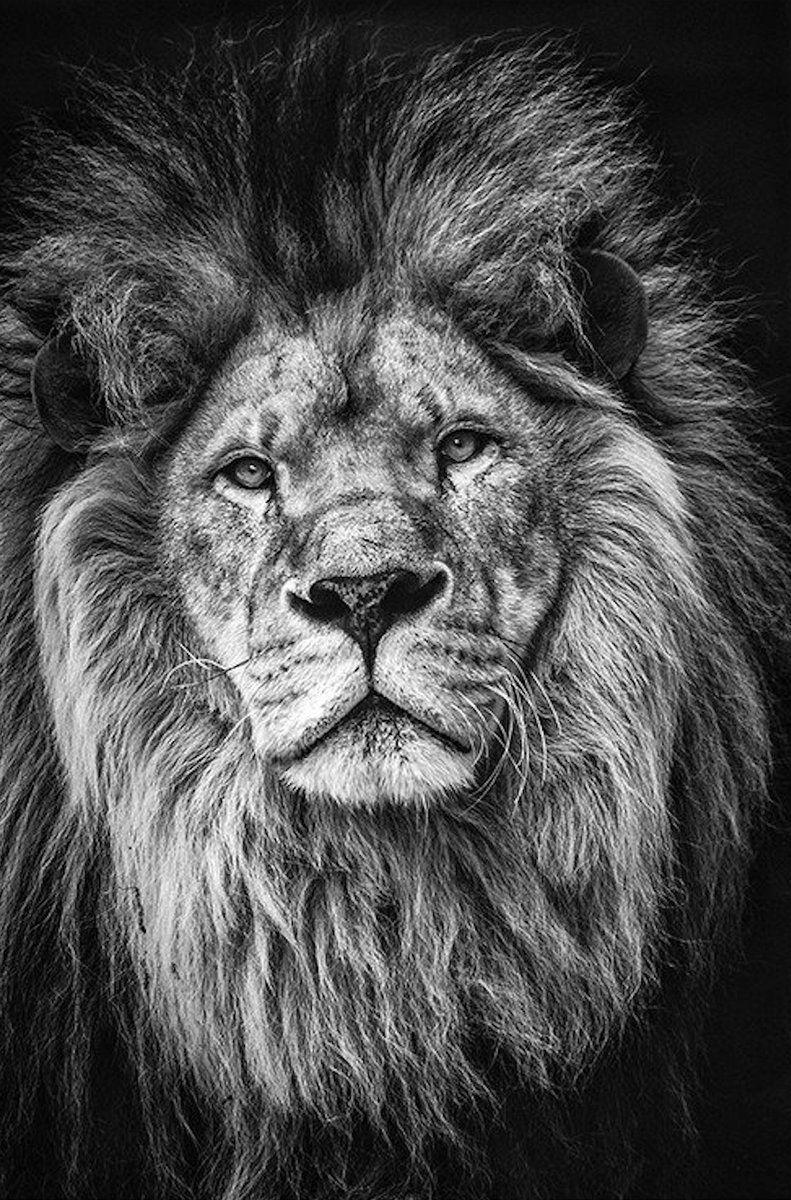 PUZZLE Lew Lwica Tygrys Zwierzęta A3 252 el z Nadrukiem + IMIĘ Pudełko