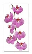 Naklejki na ścianę - Naklejka z kwiatami kwiatki 50cm - Orchidea 2, 50x25 cm - miniaturka - grafika 1