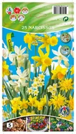 Nasiona i cebule - Narcyz Mini mix 8/10 cebulki kwiatów - miniaturka - grafika 1