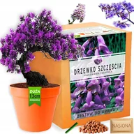 Nasiona i cebule - Zestaw do uprawy roślin Drzewko Szczęścia Bonsai nasiona Paulownia Cesarska - miniaturka - grafika 1