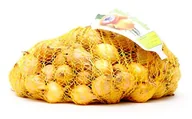 Nasiona i cebule - Cebula dymka Senshyu Yellow odmiana ozima 500 g - miniaturka - grafika 1