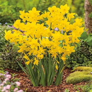 Narcyz Niski Golden Bouquet 5 szt Narcyzy cebulki - Nasiona i cebule - miniaturka - grafika 1