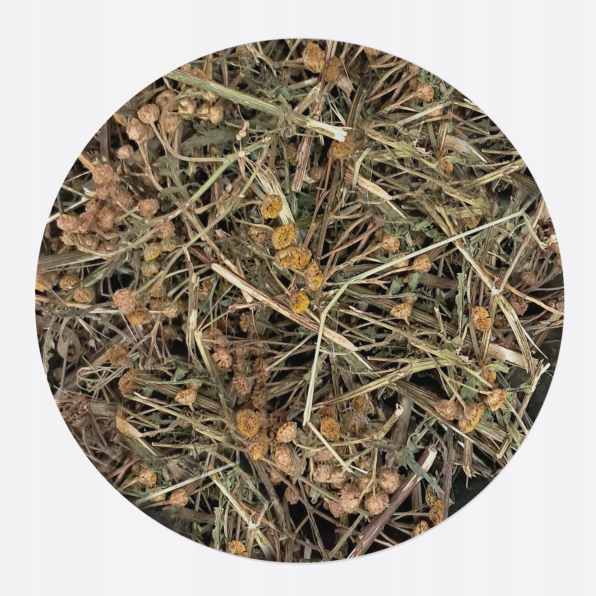 Wrotycz ziele Całe wrotyczu wraz z kwiatem, suszone do przetworzenia 1 kg