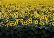Plakaty - Sunflowers in a Wisconsin field., Carol Highsmith - plakat 59,4x42 cm - miniaturka - grafika 1