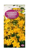 Nasiona i cebule - Dziurawiec zwyczajny 0,2 g POLAN - miniaturka - grafika 1