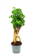 Kwiaty doniczkowe - Polyscias fruticosa parsley bonsai ~ 43 cm P12 - miniaturka - grafika 1