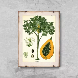 Plakat do pokoju Antyczny botaniczny nadruk drzewa papai - Plakaty - miniaturka - grafika 1