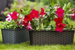 Donica balkonowa Verdenia Rattan (57x15x15cm, antracytowy) - Donice - miniaturka - grafika 2