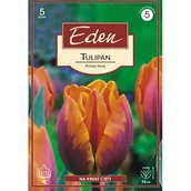 Nasiona i cebule - Tulipan triumph Prinses Irene 5 sztuk Eden - miniaturka - grafika 1