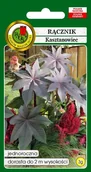 Nasiona i cebule - Rącznik Czerwonolistny 3 g PNOS - miniaturka - grafika 1