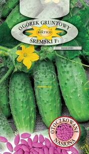 OGÓREK GRUNTOWY ŚREMSKI F1 ok. 50 nasion OTOCZKOWANE - Nasiona i cebule - miniaturka - grafika 1