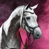 Ogłowia - Busse Ogłowie anatomiczne FEELING - miniaturka - grafika 1