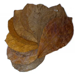 EXO PLANET Ketapang Leaves - liście migdałecznika 10 szt - Dekoracje do terrarium - miniaturka - grafika 1