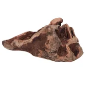 Przysmaki dla psów - Gryzak XL z wrzośca - Zamów do 16:00, wysyłka kurierem tego samego dnia! - miniaturka - grafika 1