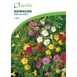 Dziwaczek peruwiański 3szt. cebulki kwiatów Geolia - Nasiona i cebule - miniaturka - grafika 1