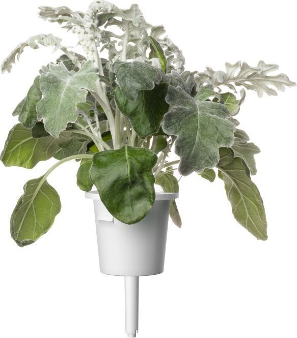 Click And Grow Click & Grow Smart Refill Dusty Miller 3pcs