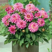 Nasiona i cebule - Dalia karłowa Melody Lizza 1 szt. - miniaturka - grafika 1