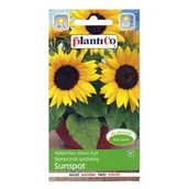 Nasiona i cebule - Plantico Słonecznik doniczkowy - miniaturka - grafika 1