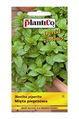 Nasiona i cebule - Plantico Mięta pieprzowa - miniaturka - grafika 1