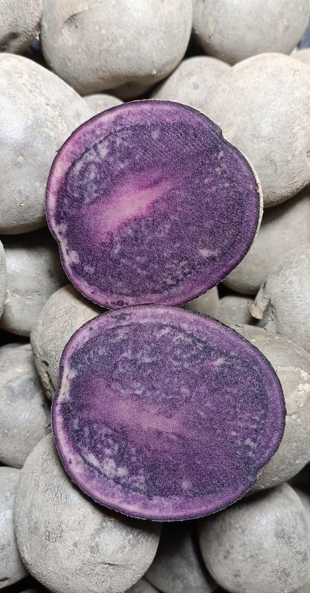 Ziemniaki Jadalne Myt D/Got 2,5 kg