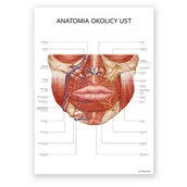 Mapy i plansze edukacyjne - Plakat anatomiczny – Anatomia okolicy ust - Marta Pawelec - miniaturka - grafika 1