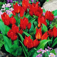 Nasiona i cebule - Tulipan Botaniczny Van Tubergen'S Variety 5 szt - miniaturka - grafika 1