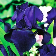 Nasiona i cebule - Irys Germanica Bródkowy Dudky Challenger 1 szt. - miniaturka - grafika 1