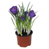 Nasiona i cebule - Krokus Szafran 15cm - miniaturka - grafika 1