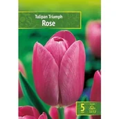 Nasiona i cebule - Tulipa - Tulipan Triumph Rose 5Szt. - miniaturka - grafika 1