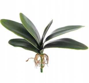LIŚCIE DO STORCZYKA ORCHIDEI GUMOWE LIŚCIE STORCZYK ORCHIDEA Z KORZENIAMI PIK 31CM - Sztuczne kwiaty - miniaturka - grafika 1