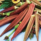 Nasiona i cebule - Okra Ketmia jadalna Burgundy 40 nasion (Hibiscus Esculentus) egotyczna - miniaturka - grafika 1