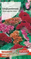 Nasiona i cebule - Nasiona Celozja grzebieniasta, mieszanka 0,5g - Torseed - miniaturka - grafika 1