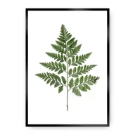 Plakaty - Dekoria Dekoria Plakat Fern Green 50 x 70 cm Ramka Czarna 222E-000-08 - miniaturka - grafika 1