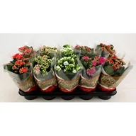 Kwiaty doniczkowe - Kalanchoe doniczka 10,5 cm mix - miniaturka - grafika 1