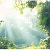 Fototapety - Fototapeta Las Drzewa Słońce 300x210 cm Tapeta Do Sypialni Salonu Kuchni Na Flizelinie - miniaturka - grafika 1