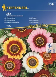 Kiepenkerl Złocień Chryzantema mieszanka 102054 - Nasiona i cebule - miniaturka - grafika 1