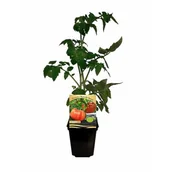 Kwiaty doniczkowe - Pomidor rozsada - miniaturka - grafika 1