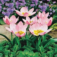 Nasiona i cebule - Tulipan Botaniczny Saxatilis 5szt cebulki Tulipany - miniaturka - grafika 1