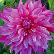 Nasiona i cebule - Dalia talerzowa Cafe au Lait Royal 1 szt. - miniaturka - grafika 1