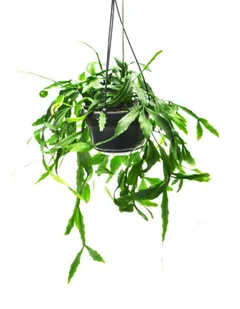 Kaktus wiszący Rhipsalis ~35 cm P14 Patyczak - Kwiaty doniczkowe - miniaturka - grafika 1