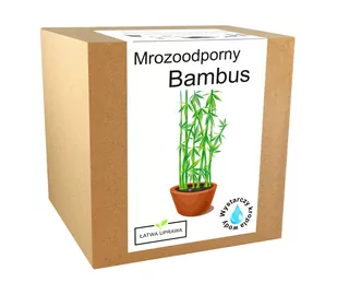Bambus Zestaw Do Uprawy Bambus Mrozoodporny - 20 C - Nasiona i cebule - miniaturka - grafika 1