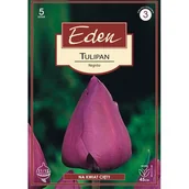 Nasiona i cebule - Tulipan Triumph Negrita 5 sztuk Eden - miniaturka - grafika 1