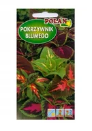Nasiona i cebule - Pokrzywnik Koleus Blumego Mieszany 0,1 g POLAN - miniaturka - grafika 1
