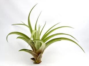Tillandsia CAPITATA R~7-9 cm - Kwiaty doniczkowe - miniaturka - grafika 1
