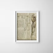 Plakaty - Plakat w stylu retro Da Vinci Mięśnie nóg - miniaturka - grafika 1