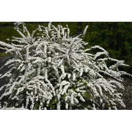 Kwiaty doniczkowe - Tawuła szara 'Grefsheim' - miniaturka - grafika 1