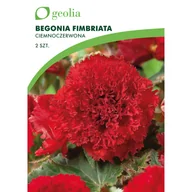 Nasiona i cebule - Begonia strzępiasta ciemnoczerwona 2szt. cebulki kwiatów Geolia - miniaturka - grafika 1