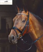 Ogłowia - Schockemohle Ogłowie z nachrapnikiem angielskim kombinowanym COVENTRY - miniaturka - grafika 1