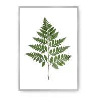 Plakaty - Dekoria Dekoria Plakat Fern Green 30 x 40 cm Ramka Srebrna 219B-000-08 - miniaturka - grafika 1