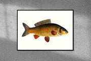 Plakaty - Karp, ryba, grafika na ścianę, plakat vintage 30x21 cm (A4) / DodoPrint - miniaturka - grafika 1